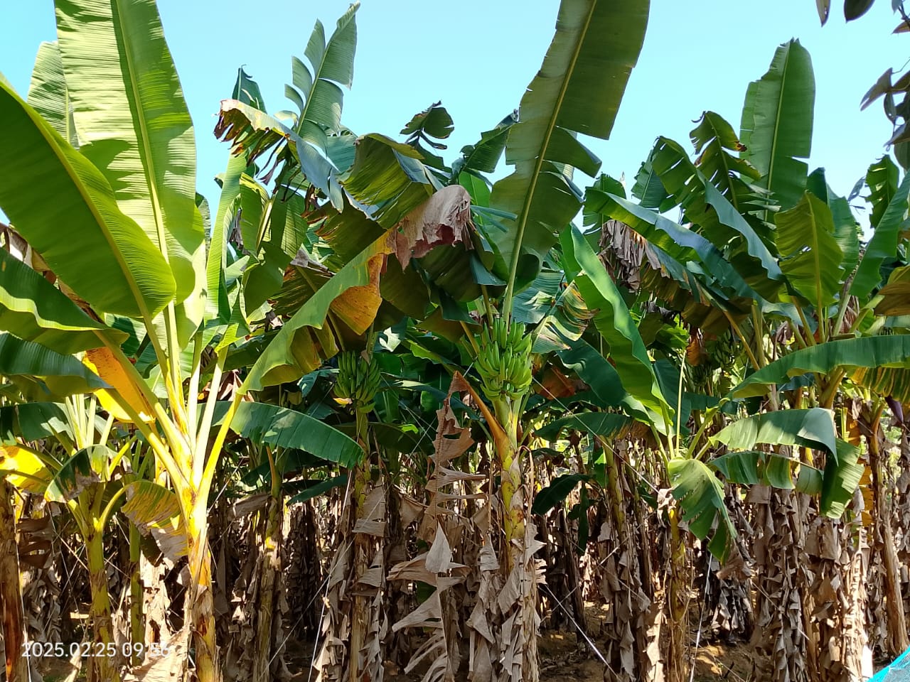 Plantain Farm