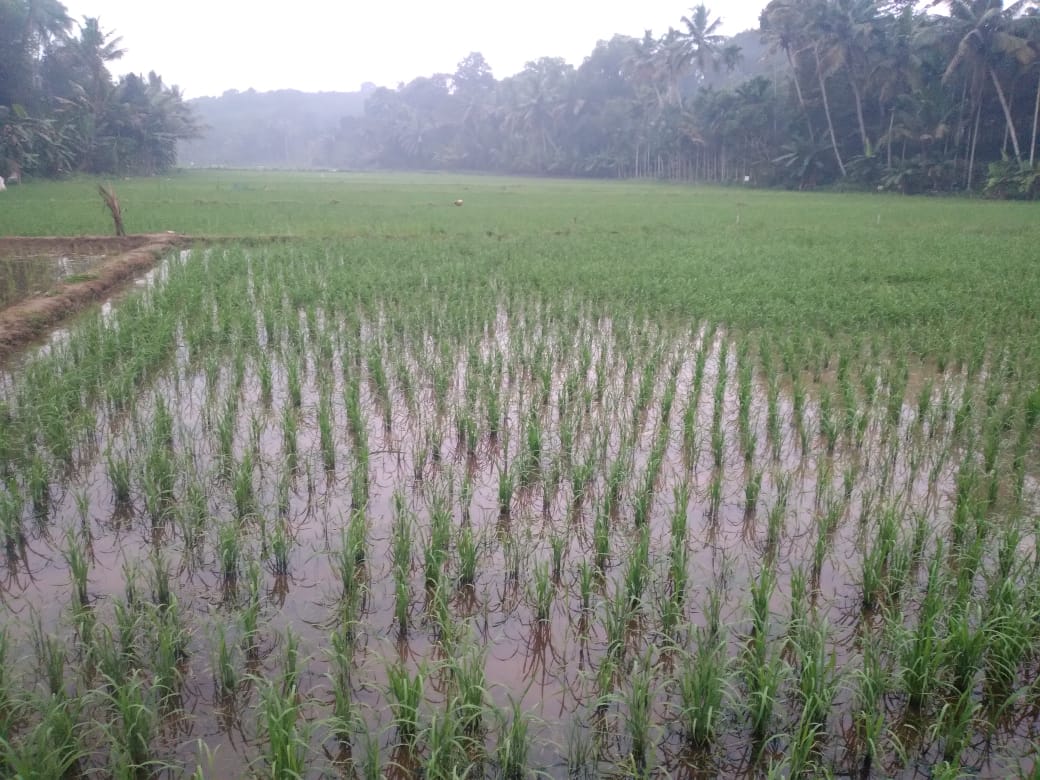 Paddy Land