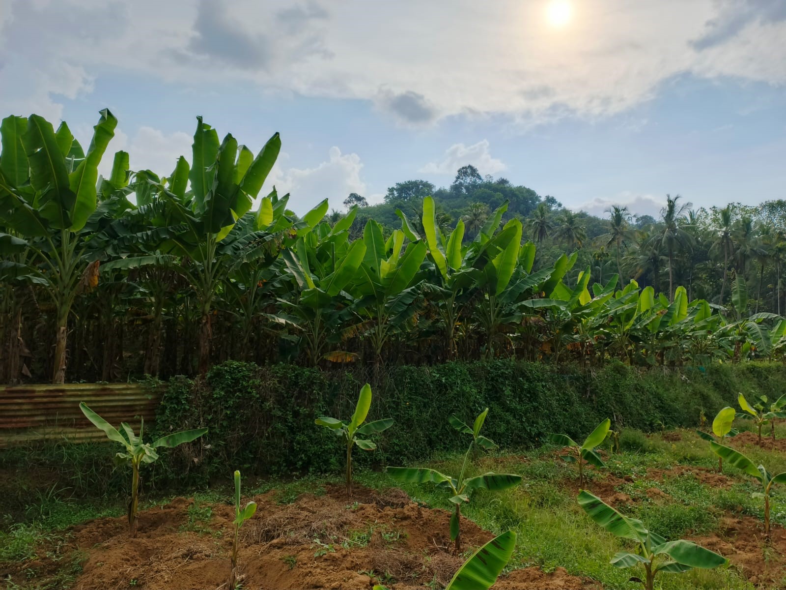 Plantain