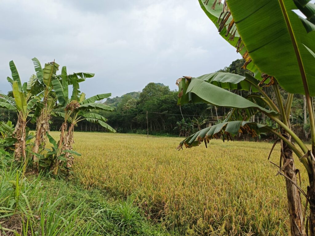 Pullampara